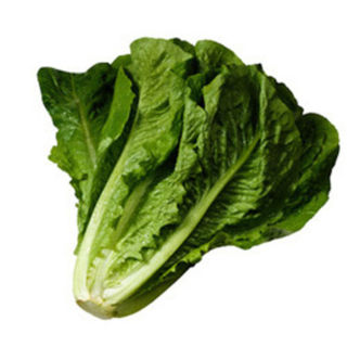 Lettuce - Romaine