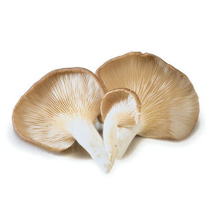 Oyster Mushrooms 100g