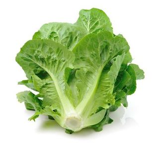 Lettuce - Iceberg