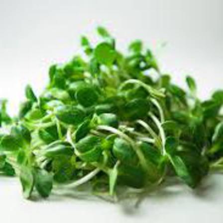 Sprouts - Sunflower Shoots 50g