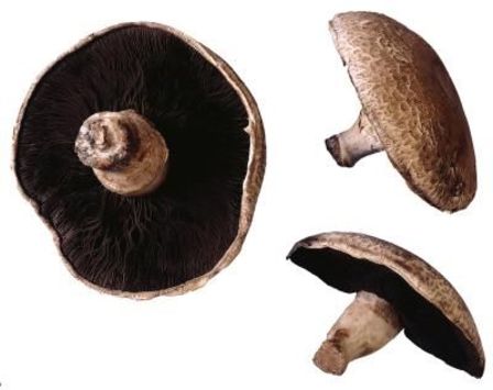 Portobello Mushroom 250g
